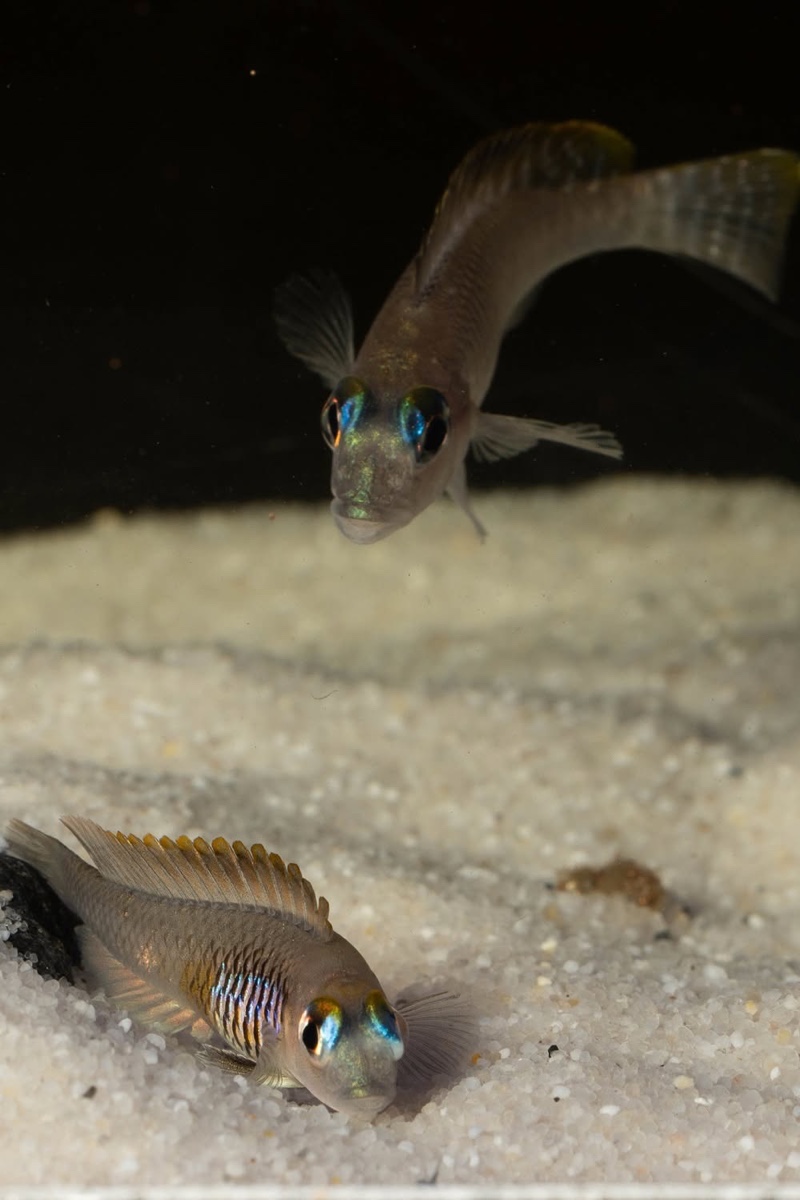 Lamprologus laparogramma 'Namansi'